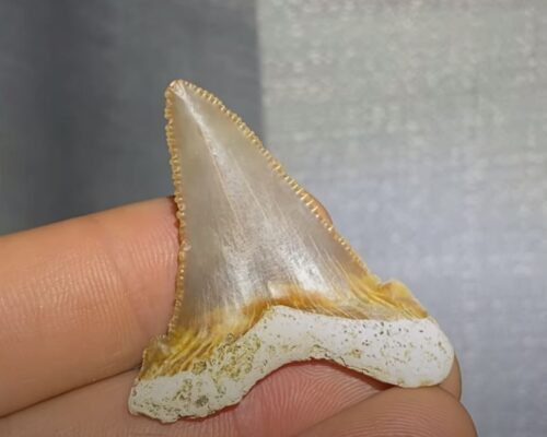 Shark Tooth South Carolina