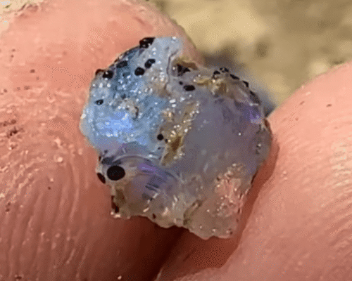 Opal