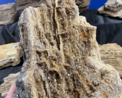 Brilliant wood found in Alabama