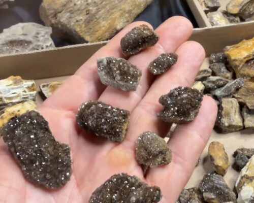 Brilliant wood found in Alabama