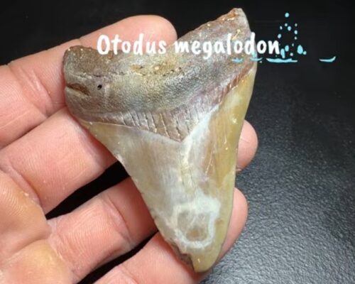 Megalodon shark tooth found in South Carolina