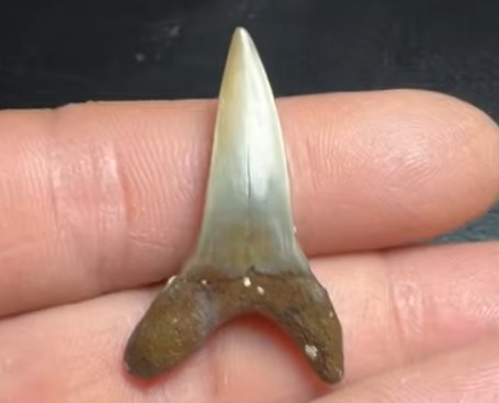 Shark tooth, Palmetto Fossil Excursions