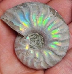 opalized fossil